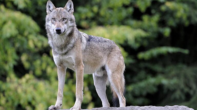 KINA - Der Wolf bei der Fußball-WM - Ein Grauwolf - wie er zu Tausenden in Russland lebt. Archiv- KINA - Der Wolf bei der Fußball-WM - Ein Grauwolf - wie er zu Tausenden in Russland lebt. Archiv-