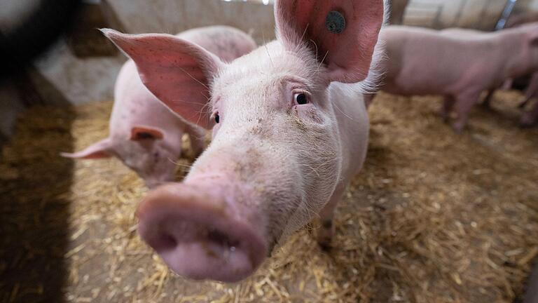 Für zahlreiche Betriebe ist die Schweinehaltung zum Minusgeschäft geworden. Und auch für die Ferkelerzeuger ist das Geschäft nicht mehr gewinnbringend.