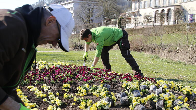 Andreas Munack und sein Team pflanzen Hornveilchen in ein Beet im Rosengarten.       -  Andreas Munack und sein Team pflanzen Hornveilchen in ein Beet im Rosengarten.