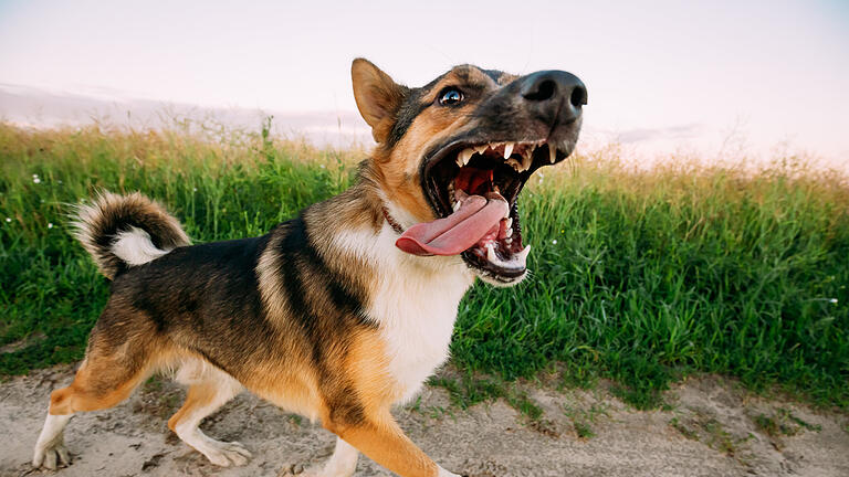 Hund (Symbolfoto).