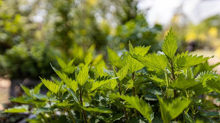 Die robuste Brennnessel gedeiht an vielen Stellen in der Natur, auch im eigenen Garten. Die robuste Brennnessel gedeiht an vielen Stellen in der Natur, auch im eigenen Garten.