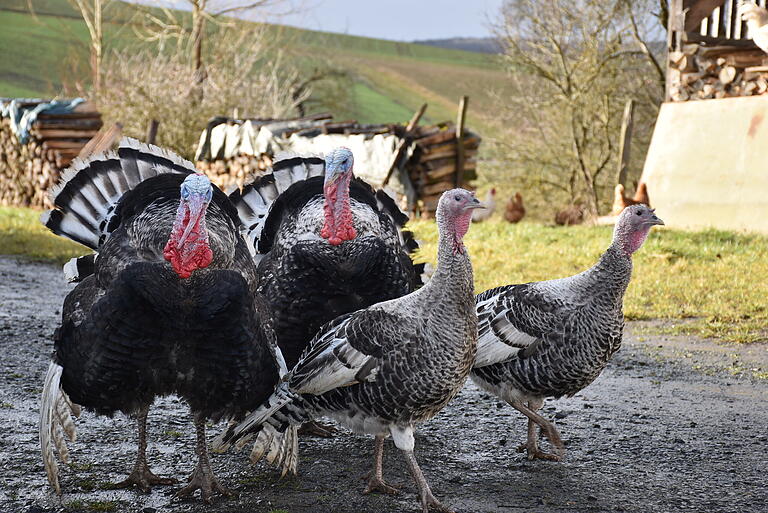 Dieses Puten-Quartett ist das Ende der 'Greifvogel-Probleme'. In der Vergangenheit haben sich hin und wieder Raubvögel 'einen Happen Huhn' gegönnt. Die vier Puten, die mit den Hühnern aufgewachsen sind, sind inzwischen so etwas wie die 'Greifvogel-Polizei' auf dem Hühnerhof und sie verschaffen sich optisch und akustisch Respekt.