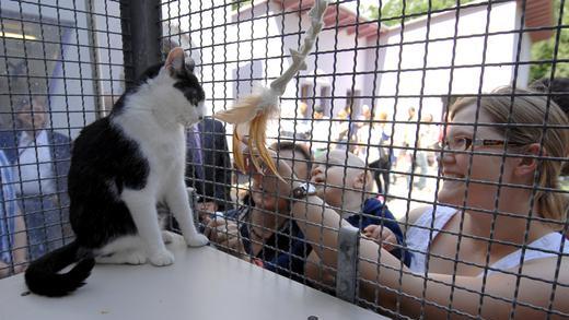 Offene Türen im Tierheim       -  Zahlreiche Tierfreunde kamen zum Tag der Offenen Tür am Sonntag ins Würzburger Tierheim