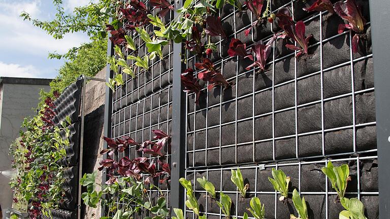 Living Walls auf dem Gelände der Landesanstalt für Weinbau und Gartenbau in Veitshöchheim.