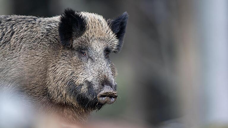 Wildschweine haben im Sinngrund offenbar einen großen Schaden an jungen Buchen angerichtet. Oder waren es andere Tiere? Der Fall landete vor dem BGH.