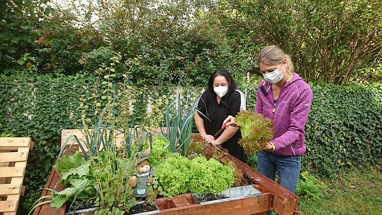 Ernährungsberaterin Verena Klopf (rechts) und eine Projektteilnehmerin ernten den ersten Salat von einem der beiden Hochbeete. Ernährungsberaterin Verena Klopf (rechts) und eine Projektteilnehmerin ernten den ersten Salat von einem der beiden Hochbeete.