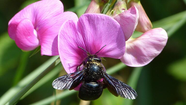 Die Blauschwarze Holzbiene (Xylocopa violacea).