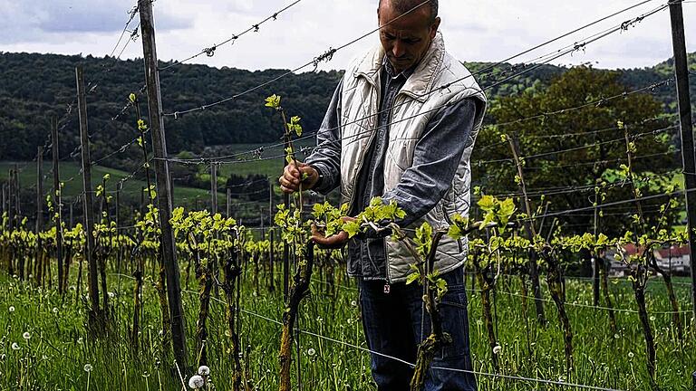 Vom Bauingenieur zum Biowinzer: Seit 1990 bewirtschaftet Hartmut Eckert Karin die Weinberge in Müdesheim im ökologischen Anbau.