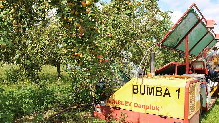 Die Erntemaschine Bumba 1 im Einsatz auf der Mirabellenplantage zwischen Eibelstadt und Lindelbach.