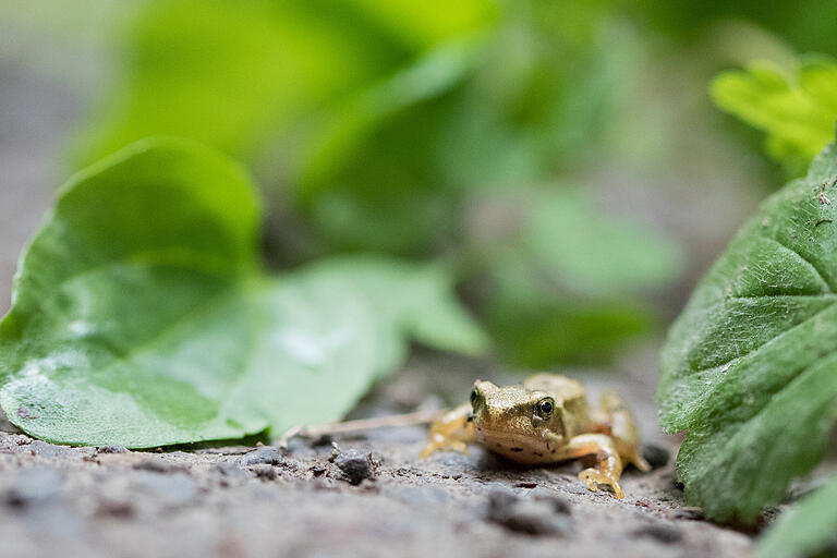 Ein Springfrosch. Mit gefleckter Smaragdlibelle, schmalblättrigem Wollgras, Schnabel-Segge und Torfmoos gehört er zu den besonderen Arten am Blutsee-Moor. Ein Springfrosch. Mit gefleckter Smaragdlibelle, schmalblättrigem Wollgras, Schnabel-Segge und Torfmoos gehört er zu den besonderen Arten am Blutsee-Moor.