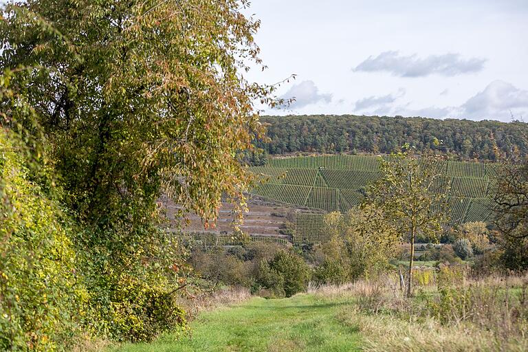 Blick auf die Weinberge auf der anderen Mainseite.&nbsp;