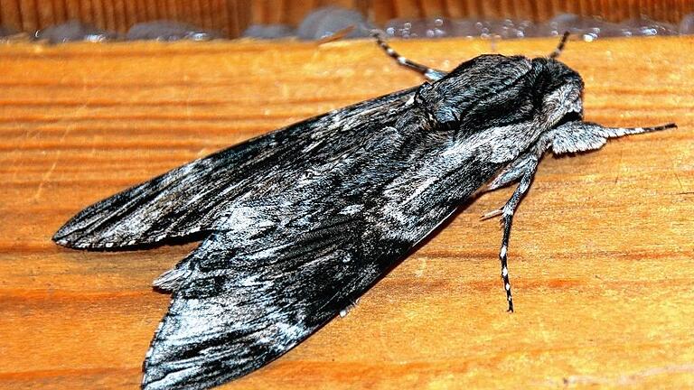 Einen in unseren Breitengraden eher seltenen Windenschwärmer hatten jetzt Berno und Rosina Luciow in Oberschwarzach zu Besuch. Der Gast machte es sich am Balken unter der Holzdecke ihres Freisitzes am Durchgang zu ihrem kleinen Gartenparadies gemütlich. Einen in unseren Breitengraden eher seltenen Windenschwärmer hatten jetzt Berno und Rosina Luciow in Oberschwarzach zu Besuch. Der Gast machte es sich am Balken unter der Holzdecke ihres Freisitzes am Durchgang zu ihrem kleinen Gartenparadies gemütlich.