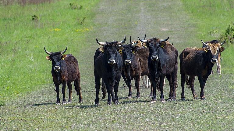 Viel Platz für Weiderinder auf dem Gelände &bdquo;Nationales Naturerbe Aschaffenburg&ldquo;.