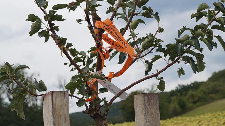 Nach der Veredelung hängen bis zu fünf verschiedene Birnensorten an einem Baum. Beschriftete Bänder markieren, welcher Ast welche Früchte trägt. Nach der Veredelung hängen bis zu fünf verschiedene Birnensorten an einem Baum. Beschriftete Bänder markieren, welcher Ast welche Früchte trägt.