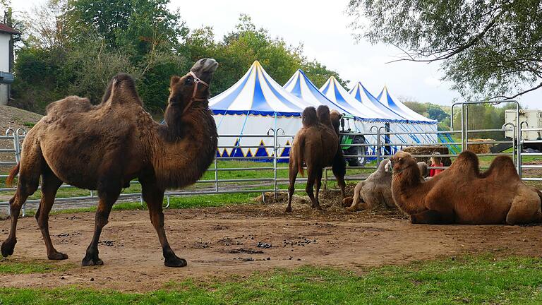 Das große Zirkuszelt ist seit sechs Monaten verpackt, nur das Quartier für die Tiere ist aufgebaut. Der Zirkus Renz liegt infolge der Corona-Pandemie seit März in Knetzgau fest - viel zu lange, findet die Gemeinde.