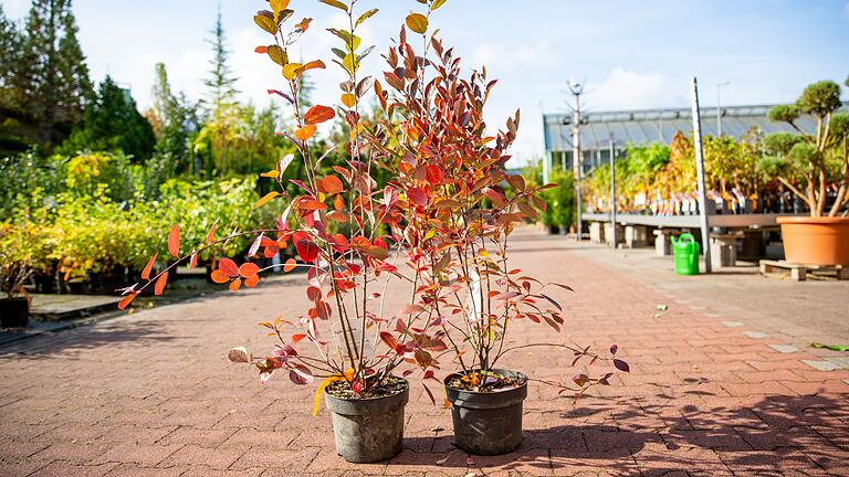 Ab Oktober: Pflanzzeit für die Trendbeere Aronia im Garten.
