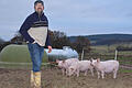 Burkard Mahlmeister aus Stangenroth vermarktet seit 1993 sein erzeugtes Fleisch und die selbst produzierten Wurstwaren selbst. Hier steht er in einem Freilandgehege seines Hofs, in dem diese drei Schweine zu Hause sind.  Foto: Kathrin Kupka-Hahn       -  Burkard Mahlmeister aus Stangenroth vermarktet seit 1993 sein erzeugtes Fleisch und die selbst produzierten Wurstwaren selbst. Hier steht er in einem Freilandgehege seines Hofs, in dem diese drei Schweine zu Hause sind.  Foto: Kathrin Kupka-Hahn