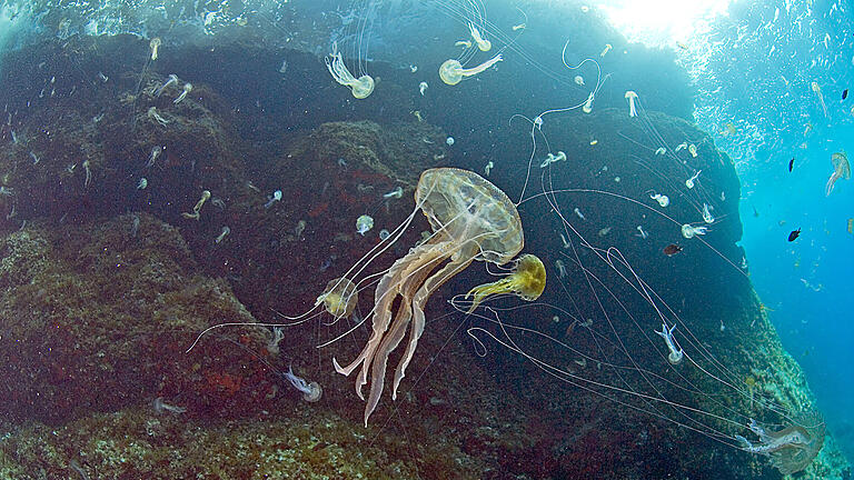 Leuchtquallen.jpeg       -  Die Unterwasserwelt vor der Mittelmeerinsel Cabrera, die nur 13 Kilometer von Mallorca entfernt liegt, ist vielfältig und zieht Taucher an.