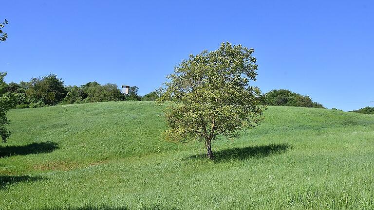 Auf der ehemaligen Kreismülldeponie bei Röttingen hat sich eine saftige Wiese, umgeben von Hecken und Sträuchern, entwickelt. Die Stadt will die Fläche ins Landschaftsschutzgebiet einbeziehen.