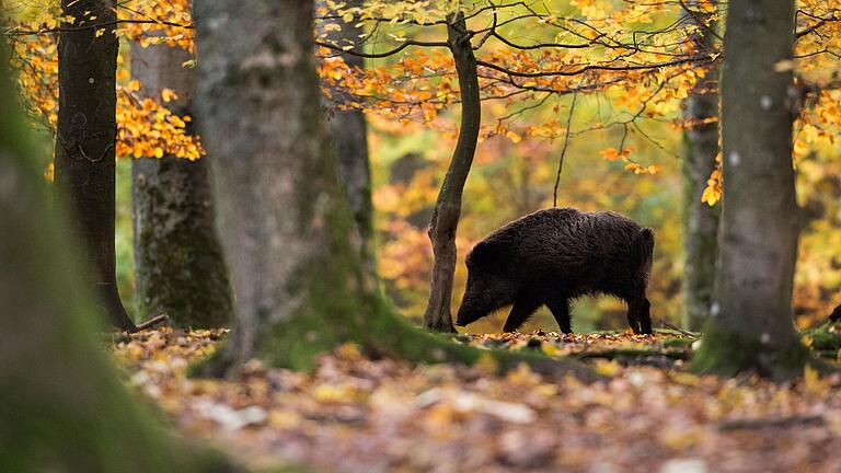 Über Wildschweine kann die Afrikanische Schweinepest übertragen werden. Deshalb werden sie im Landkreis Kitzingen bejagt. Über Wildschweine kann die Afrikanische Schweinepest übertragen werden. Deshalb werden sie im Landkreis Kitzingen bejagt.