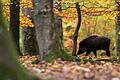 Über Wildschweine kann die Afrikanische Schweinepest übertragen werden. Deshalb werden sie im Landkreis Kitzingen bejagt.