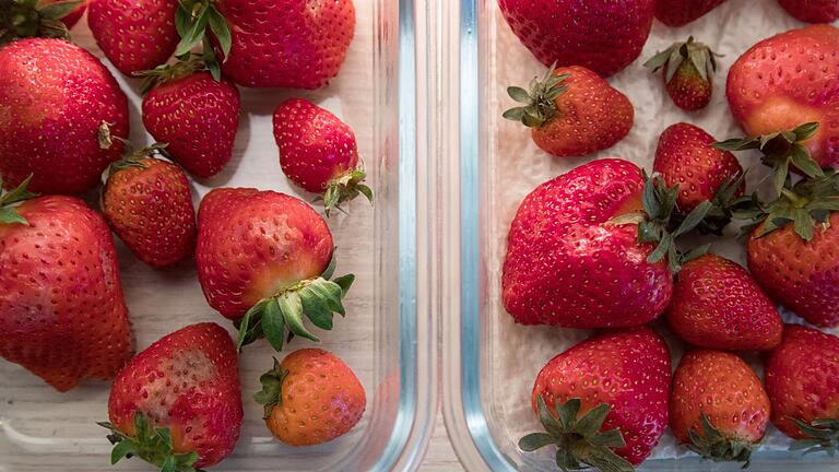 Vergleich Erdbeeren ohne Essigbehandlung (l) und mit Essig (r) - Erdbeeren nach Tag 6: links ohne Essigwasser, rechts mit Essigwasser. Im Vergleich zu den Erdbeeren ohne Essig-Behandlung hält der Lifehack, was er verspricht. Vergleich Erdbeeren ohne Essigbehandlung (l) und mit Essig (r) - Erdbeeren nach Tag 6: links ohne Essigwasser, rechts mit Essigwasser. Im Vergleich zu den Erdbeeren ohne Essig-Behandlung hält der Lifehack, was er verspricht.