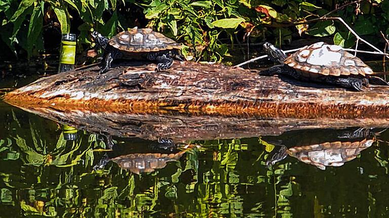 Längenbestimmung anhand des Flaschenhalses: Die Panzer der Schildkröten sind etwa 17 beziehungsweise 23 Zentimeter lang.