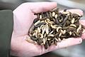 Neues aus der Insekten-Küche: Zwei Glühweinwürmchen enthalten dreimal mehr Eiweiß eine Biene Helene.
