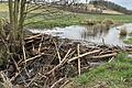 Der Biberdamm nahe der Kirche bei Obereßfeld. Hier hat der Biber durch das Anstauen des Wassers eine Seenlandschaft geschaffen, die angrenzende Felder in Mitleidenshaft zieht