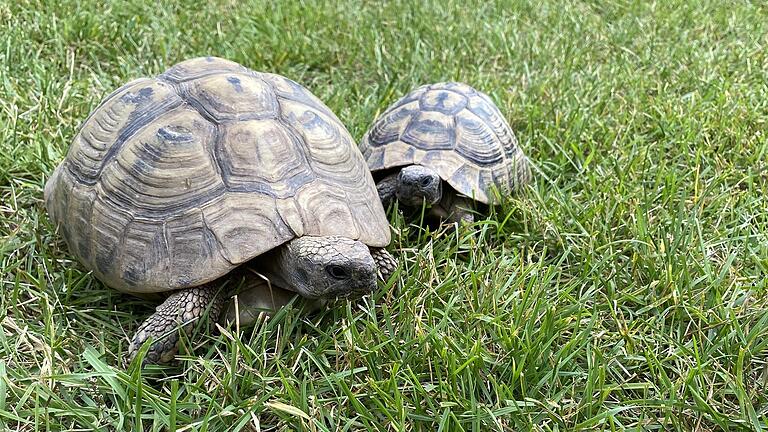 Wer vermisst seine Schildkröte? Dieses ausgewachsene Weibchen (links) und neugierige Männchen daneben warten derzeit in Münnerstadt auf ihre Abholung. Wer vermisst seine Schildkröte? Dieses ausgewachsene Weibchen (links) und neugierige Männchen daneben warten derzeit in Münnerstadt auf ihre Abholung.