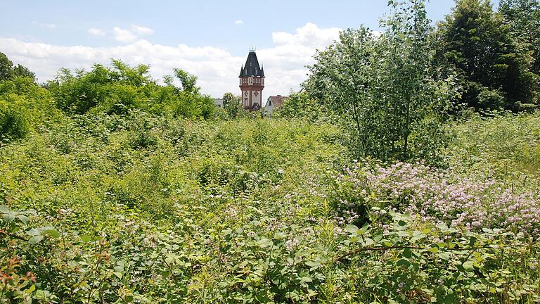 Im verwilderten Deustergarten in Kitzingen soll das neue Staatsarchiv sowie ein Bürgerpark entstehen. Doch der Landtag stellt den Umzug aus Würzburg nun noch einmal auf den Prüfstand.