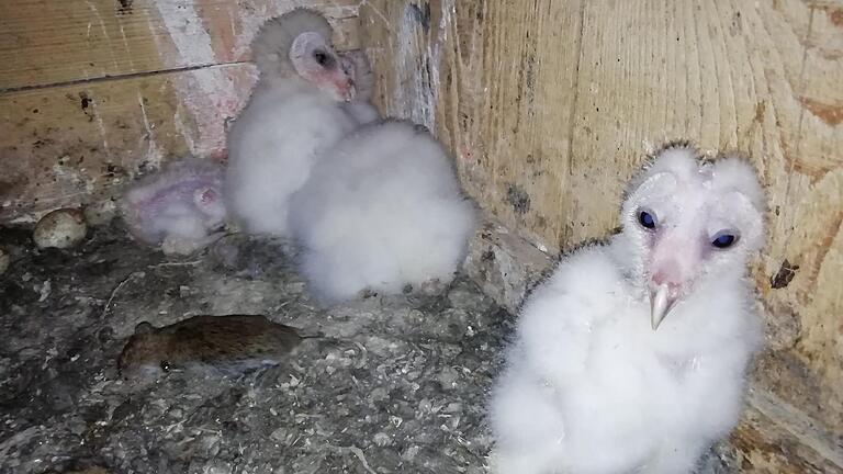 Blick in die Kinderstube der Schleiereulen. Inzwischen ist der Nachwuchs fast flügge&nbsp;und auch das Gefieder ist nicht mehr weiß.&nbsp;