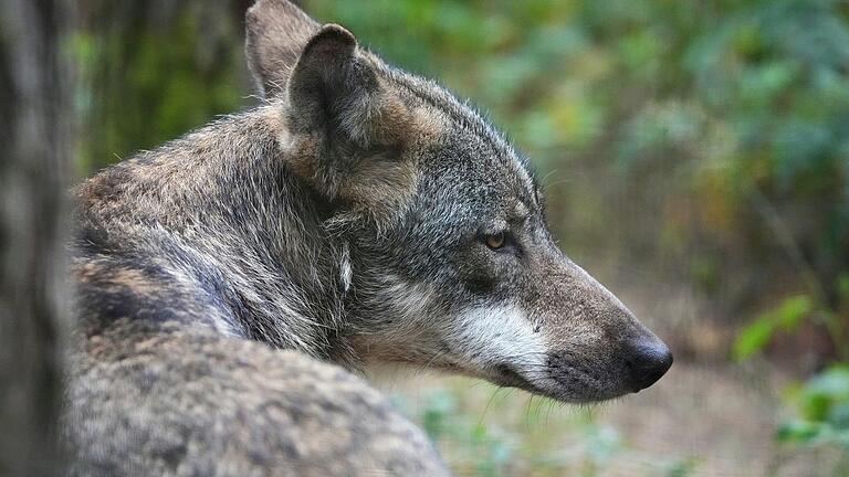 Wölfe sind nachtaktiv. Eine Frau hat angeblich einen Wolf im Stadtgebiet von Bad Kissingen gesehen.