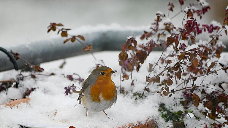 Vom 6. bis 8. Januar rufen Landesbund für Vogelschutz und Nabu zur Mitmachtaktion „Stunde der Gartenvögel 2023“ auf. Auch das Rotkehlchen ist gerne ein Gast im Garten.       -  Vom 6. bis 8. Januar rufen Landesbund für Vogelschutz und Nabu zur Mitmachtaktion „Stunde der Gartenvögel 2023“ auf. Auch das Rotkehlchen ist gerne ein Gast im Garten.