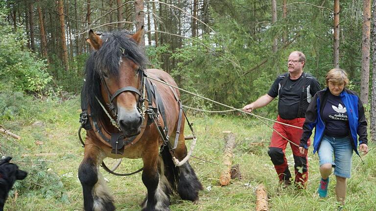 Das belgische Kaltblut Igor war ein unentbehrlicher Partner bei den  Auslichtungsarbeiten am Dünsberg oberhalb von Oberelsbach. Wolfgang  Klüber zog mit ihm die Stämme an den Weg. Foto: Marion Eckert       -  Das belgische Kaltblut Igor war ein unentbehrlicher Partner bei den  Auslichtungsarbeiten am Dünsberg oberhalb von Oberelsbach. Wolfgang  Klüber zog mit ihm die Stämme an den Weg. Foto: Marion Eckert