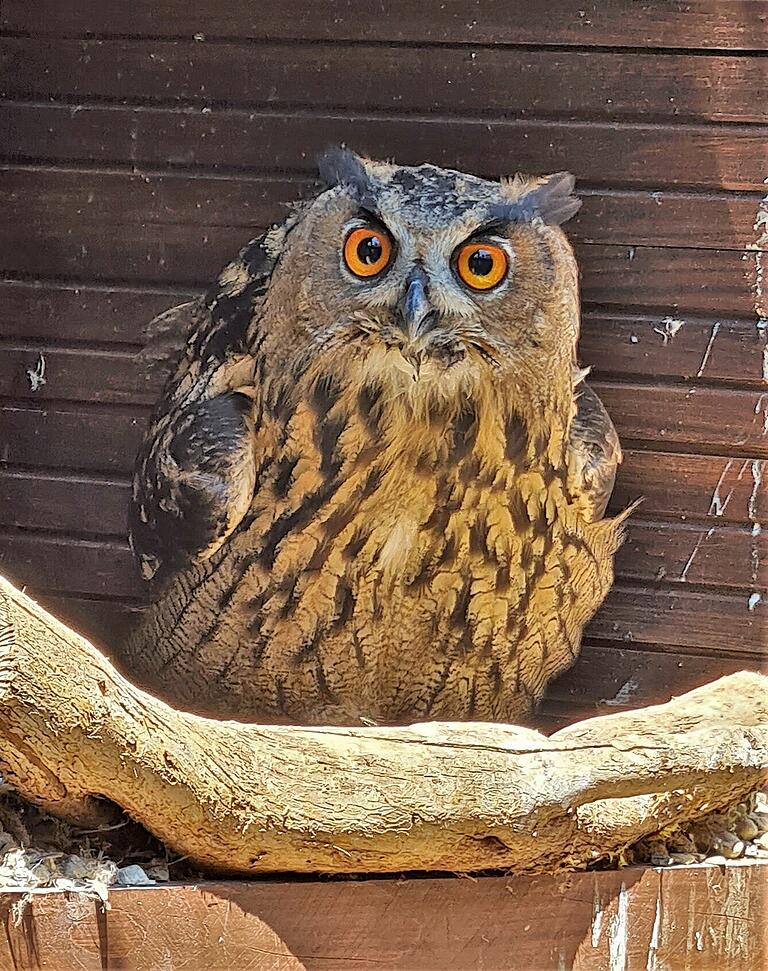 Dieser Europäische Uhu ist seit drei Monaten in der Veitshöchheimer Auffangstation. Er war, als er noch nicht richtig fliegen konnte, aus einem Nest in dem 40 Meter hohen Baywa-Turm in Ochsenfurt gefallen. Dieser Europäische Uhu ist seit drei Monaten in der Veitshöchheimer Auffangstation. Er war, als er noch nicht richtig fliegen konnte, aus einem Nest in dem 40 Meter hohen Baywa-Turm in Ochsenfurt gefallen.