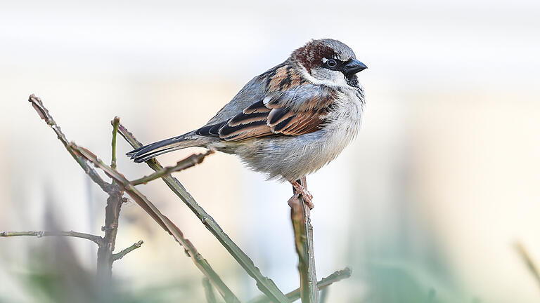 Haussperling       -  Der Haussperling war bei der Aktion 'Stunde der Wintervögel' erneut der meistgezählte Vogel in Deutschland.