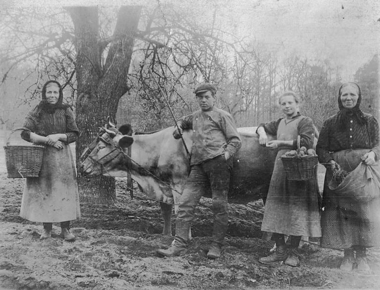 Untereuerheim: Familie Frank um 1925 mit Ochsengespann bei der Apfelernte in den Baumgärten, einem großen Obstbaugebiet in Richtung Weyer. Manche Familien besaßen bis zu 600 Obstbäume, von denen viele in den 1960er Jahren gefällt wurden. Untereuerheim: Familie Frank um 1925 mit Ochsengespann bei der Apfelernte in den Baumgärten, einem großen Obstbaugebiet in Richtung Weyer. Manche Familien besaßen bis zu 600 Obstbäume, von denen viele in den 1960er Jahren gefällt wurden.