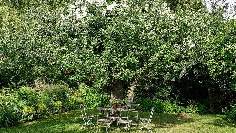 Uralte Apfelbäume auf der Obstwiese verleihen dem Garten einen ganz besonderen Flair. In einem der Bäume wächst die&nbsp; Ramblerrose 'Bobbie James'.