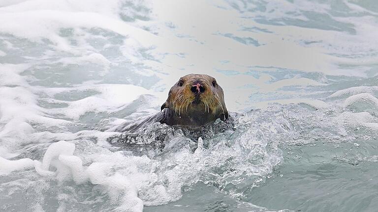 389506394.jpg       -  Putzig anzusehen, so ein Seeotter, aber kann Surfbretter anknabbern als seien es Salzstangen.