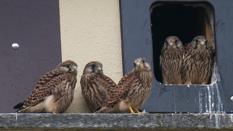 Die alte Trafostation am Brachetalringweg in Mittelsinn als idealer Unterschlupf für Vögel: Fünf vor kurzem geschlüpfte junge Turmfalken sind flügge geworden und beäugen die Umgebung. Die alte Trafostation am Brachetalringweg in Mittelsinn als idealer Unterschlupf für Vögel: Fünf vor kurzem geschlüpfte junge Turmfalken sind flügge geworden und beäugen die Umgebung.