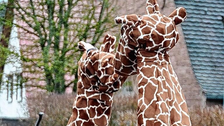Gar nicht so einfach: knutschende Giraffen. Gar nicht so einfach: knutschende Giraffen.