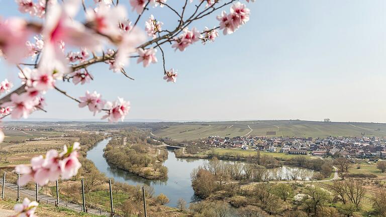 Von der Vogelsburg aus bietet sich ein weiter Blick über die Mainschleife. Von der Vogelsburg aus bietet sich ein weiter Blick über die Mainschleife.