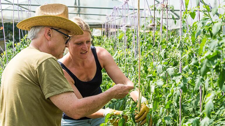 Hat 'Ausgeizen' was mit Geizhals zu tun? Bei dieser Form der Tomatenpflege, hier demonstriert von Susanne Reck, darf man nicht zimperlich sein. Die überzähligen Triebe zwischen den Blattachsen müssen raus.