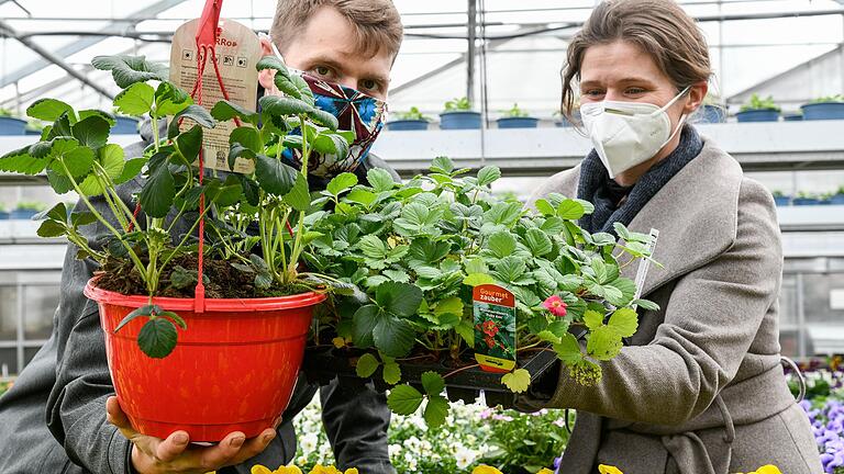 In der Gärtnerei Hupp in Höchberg (Lkr. Würzburg) zeigen Gärtnermeister Marcus Späth und Claudia Taeger, Marketingberaterin für Gartenbedarf am Amt für Ernährung, Landwirtschaft und Forsten in Kitzingen, was man jetzt auf Balkon und Terrasse anbauen kann. In der Gärtnerei Hupp in Höchberg (Lkr. Würzburg) zeigen Gärtnermeister Marcus Späth und Claudia Taeger, Marketingberaterin für Gartenbedarf am Amt für Ernährung, Landwirtschaft und Forsten in Kitzingen, was man jetzt auf Balkon und Terrasse anbauen kann.