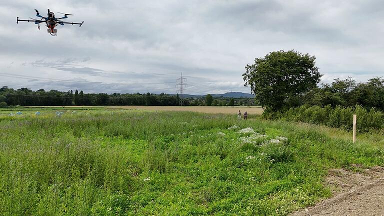 Forschende bekleben Bienen und beobachten sie mit Drohnen       -  Versuch draußen auf einer Wiese: Forschende verfolgen den Flug von Bienen.