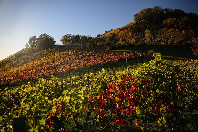 Von Grün, über Gelb und Orange bis zu einem tiefen Rot reicht das Farbspektrum der herbstlichen Reben am Stollberg. Von Grün, über Gelb und Orange bis zu einem tiefen Rot reicht das Farbspektrum der herbstlichen Reben am Stollberg.