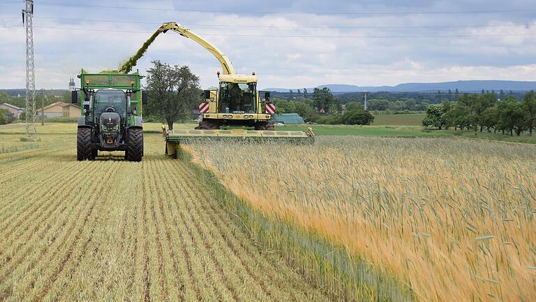 Auf diesem Feld bei Bergrheinfeld wird die Wintergerste ohne Körner für die Silage in der Biogasanlage gehäckselt.