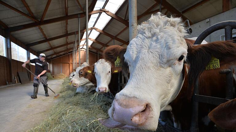 Kühe und Heu - das passt zusammen. Aber: Viele Landwirte stehen wegen der Dürre vor einem großen Problem. - Kühe und Heu - das passt zusammen. Aber: Viele Landwirte stehen wegen der Dürre vor einem großen Problem. Kühe und Heu - das passt zusammen. Aber: Viele Landwirte stehen wegen der Dürre vor einem großen Problem. - Kühe und Heu - das passt zusammen. Aber: Viele Landwirte stehen wegen der Dürre vor einem großen Problem.