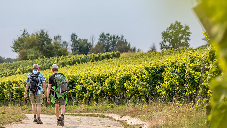 Mit 170 Hektar Gesamtfläche gehört Sulzfeld zu den großen Weinbaugemeinden in Franken. Der Weinwanderweg führt auf einem Rundkurs durch die Sulzfelder Flur und durch die Weinlage Maustal.&nbsp;